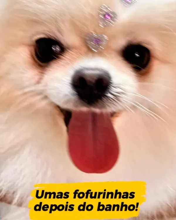 Cachorrinho branco com a língua de fora depois do banho, com a frase: umas fofurinhas depois do banho