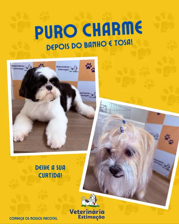 Dois cães depois do banho e tosa, com o título Puro charme